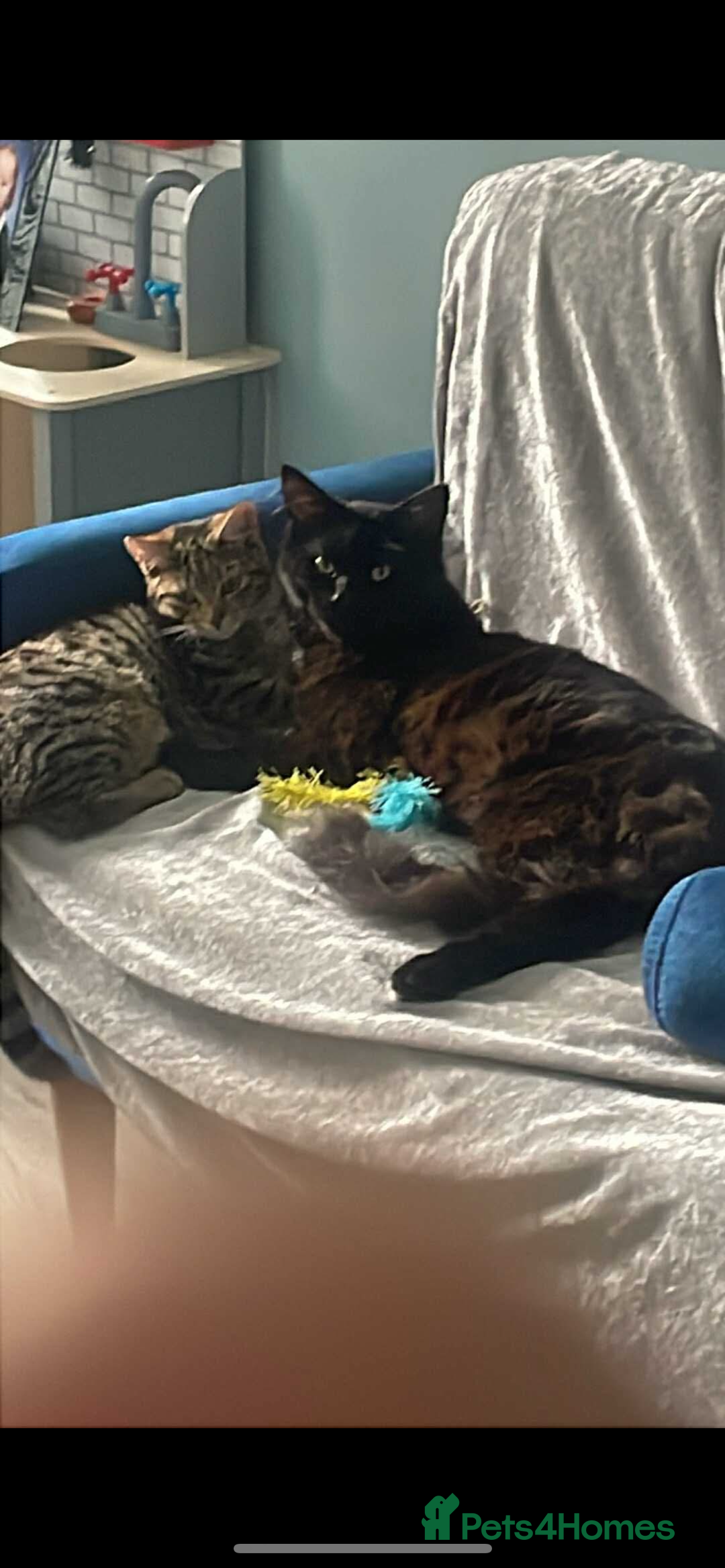 Maine Coon cats for sale: Beautiful Maine coon x kittens  - Image 8