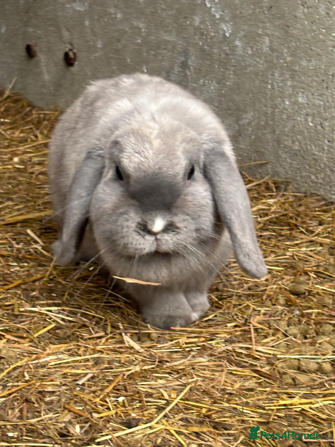Mini Lop rabbits for sale: beautiful purebred white male mini lops  - Advert 8
