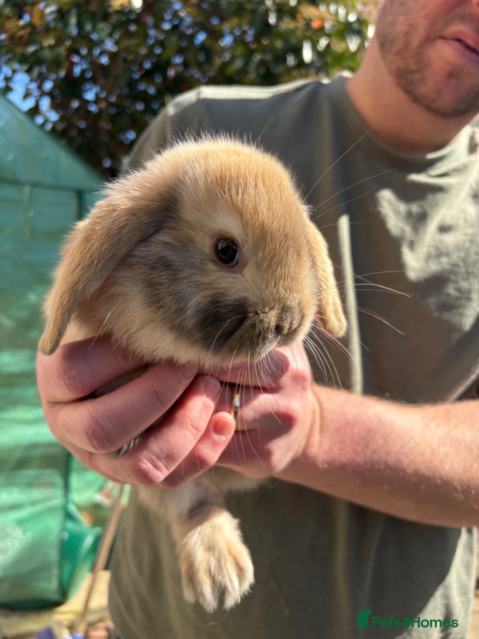 Mini Lion Lop rabbits Male mini lion lop babies  - Advert 1