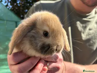 Mini Lion Lop rabbits Male mini lion lop babies - Advert 13