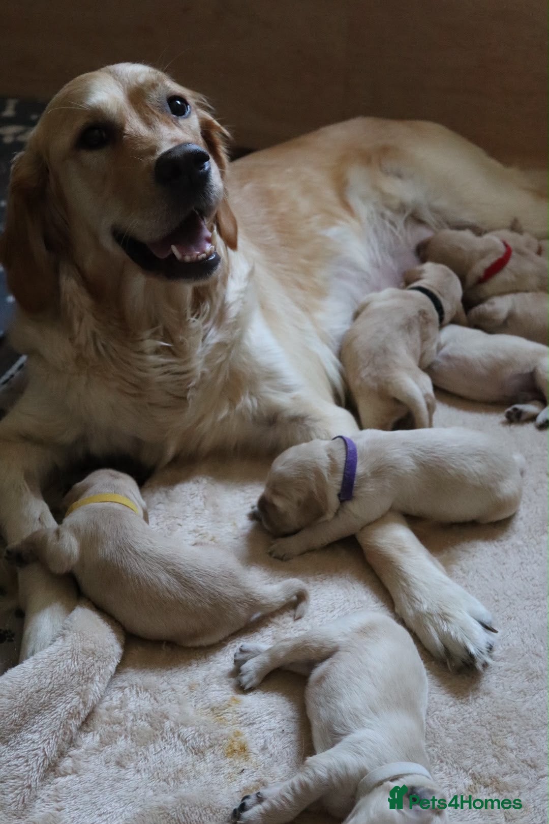 Golden Retriever dogs Golden Retriever KC registration Puppies ⭐️ - Advert 2