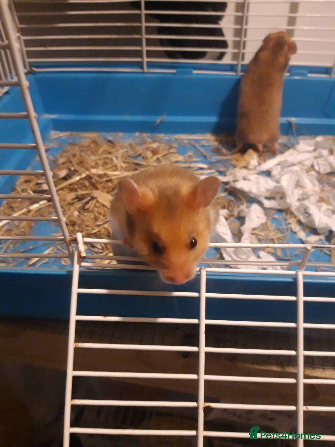Hamster rodents for sale: Baby syrian hamsters from £10 - Available Now  in Manchester - Image 5