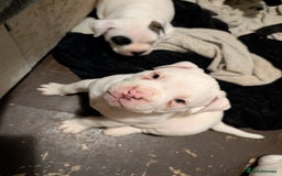 American Bulldog dogs for sale: Johnson American bulldog pups (ready to leave)  - Image 2
