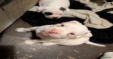 American Bulldog dogs - Advert 6