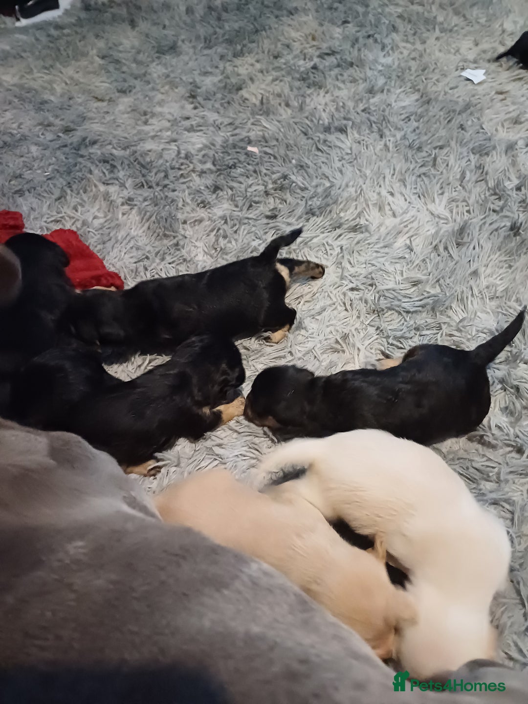 Mixed Breed dogs for sale: Froodle pups for sale  - Image 13