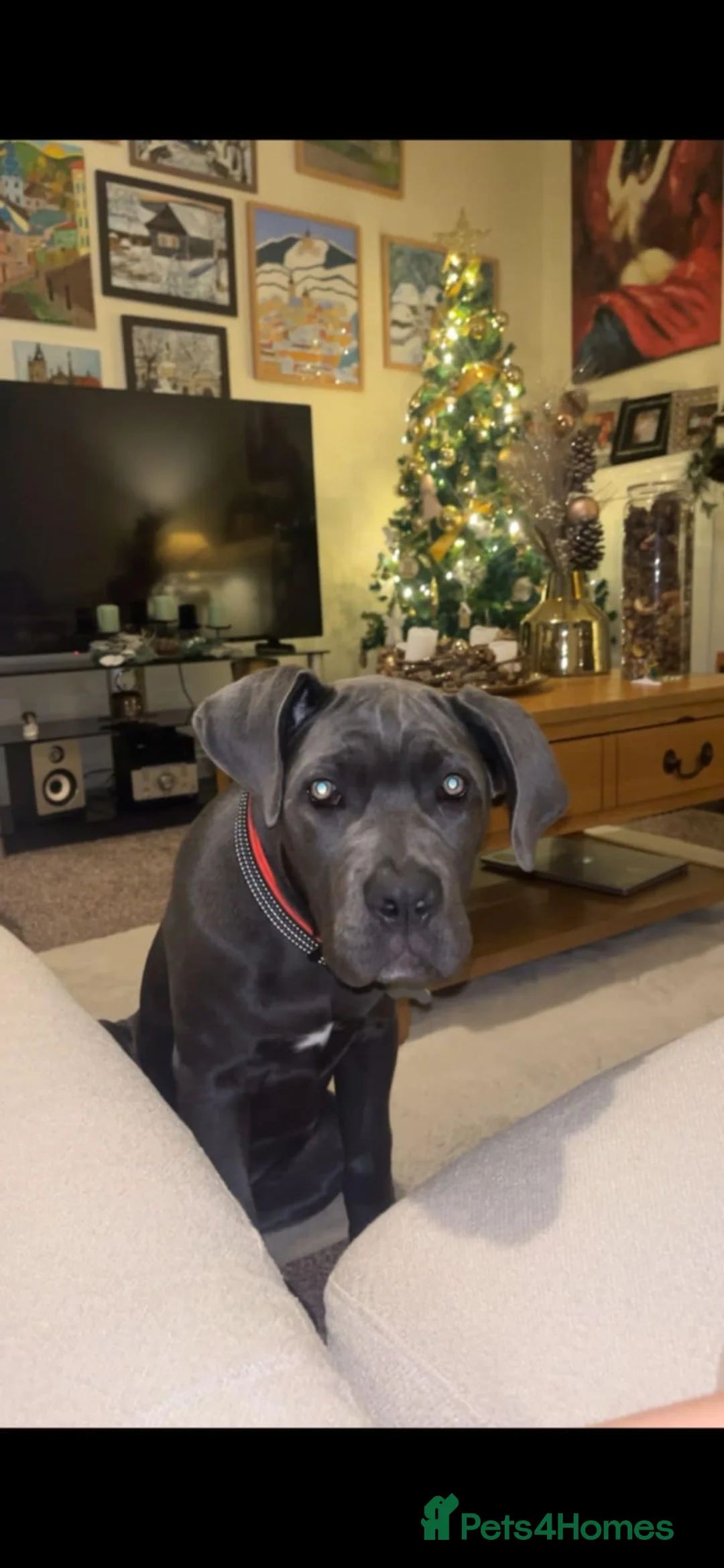 Cane Corso dogs for sale: Cane corso - Advert 16