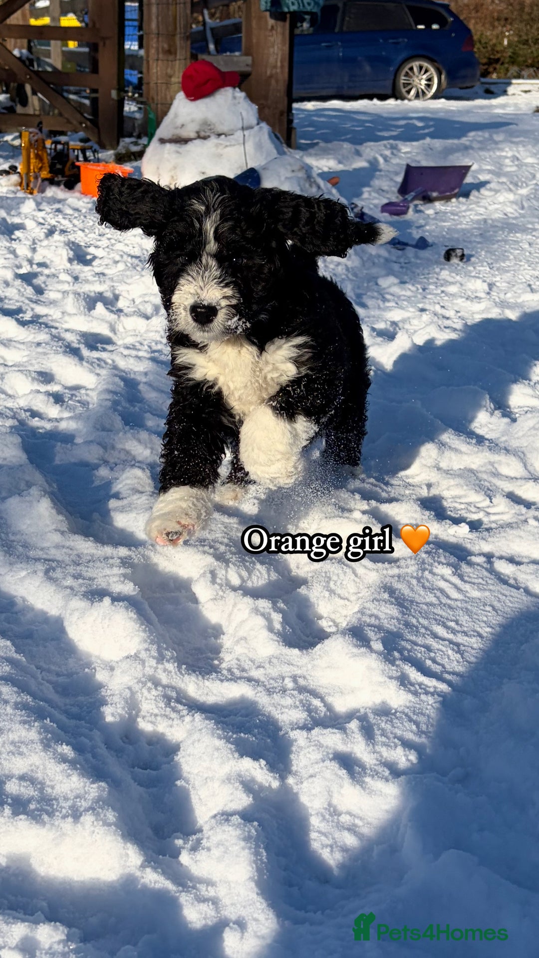 Bernedoodle dogs for sale: 🩷 Chunky Bernedoodles with TRI🩷 - Advert 11