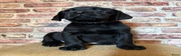 Labrador Retriever dogs for sale: BLACK LAB PUPS 270 CLEAR DNA - READY NOW  - Advert 11