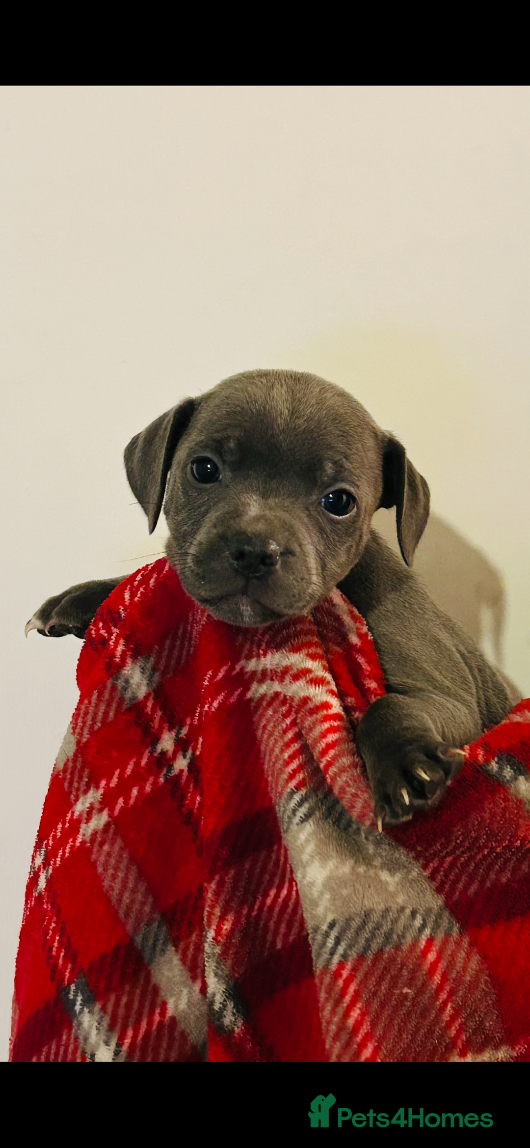 Staffordshire Bull Terrier dogs for sale: Beautiful litter of staff pups for sale  - Advert 5