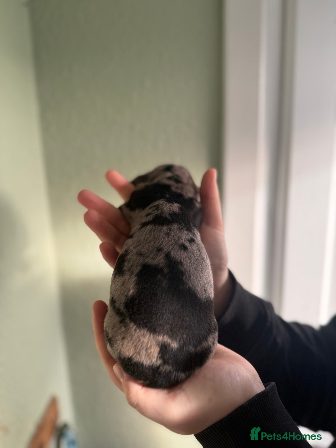 Dachshund dogs for sale: Beautiful standard dachshund puppies ❤️ - Image 25