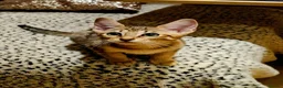 Savannah cats for sale: Stunning F5 SBT Savannah Kittens in Bradford - Advert 5