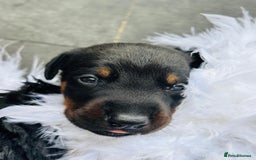 Dobermann dogs for sale: Welcoming the Disco Dobermans litter  - Image 15