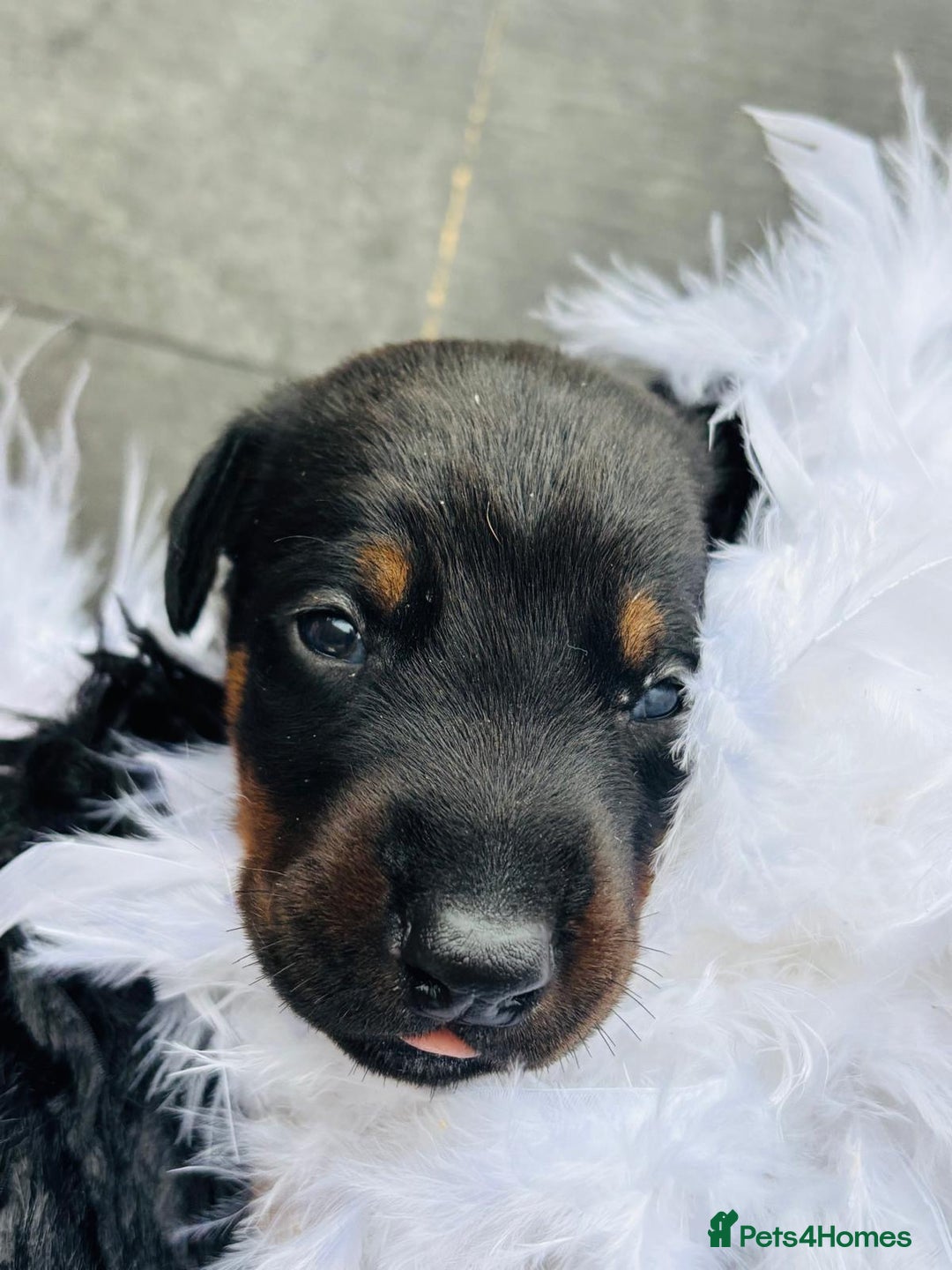 Dobermann dogs for sale: Welcoming the Disco Dobermans litter  - Image 15