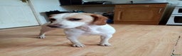 Beagle dogs for sale: Stunning Beagle - Advert 3