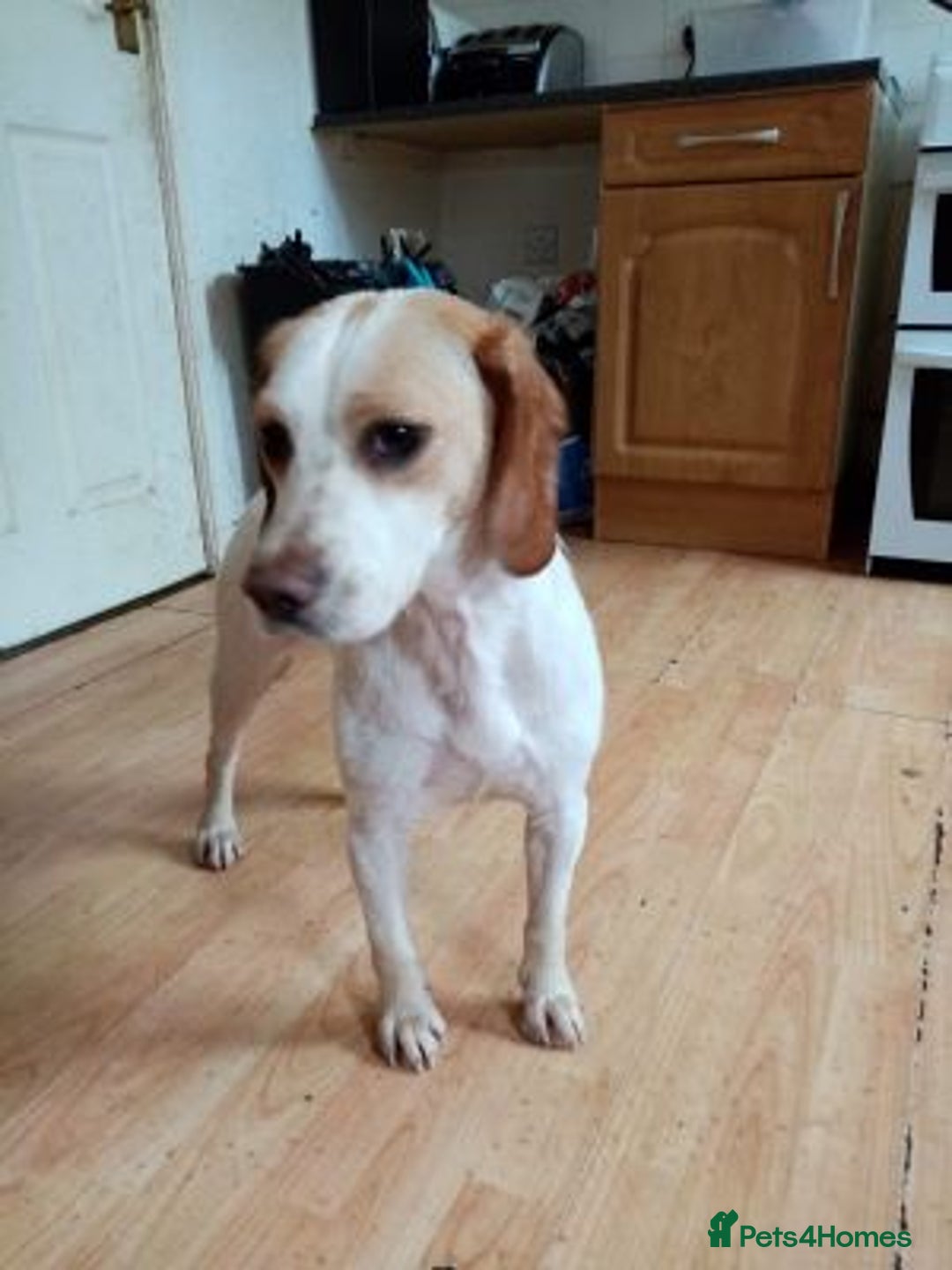 Beagle dogs for sale: Stunning Beagle - Advert 3