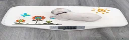Dalmatian dogs for sale: KC Show Quality Rare LUA Dalmatian Puppies - Advert 12