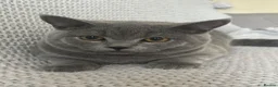 Scottish Fold cats for sale: Gorgeous Blue Boy – Vaccinated and ready to go🐈 - Advert 8