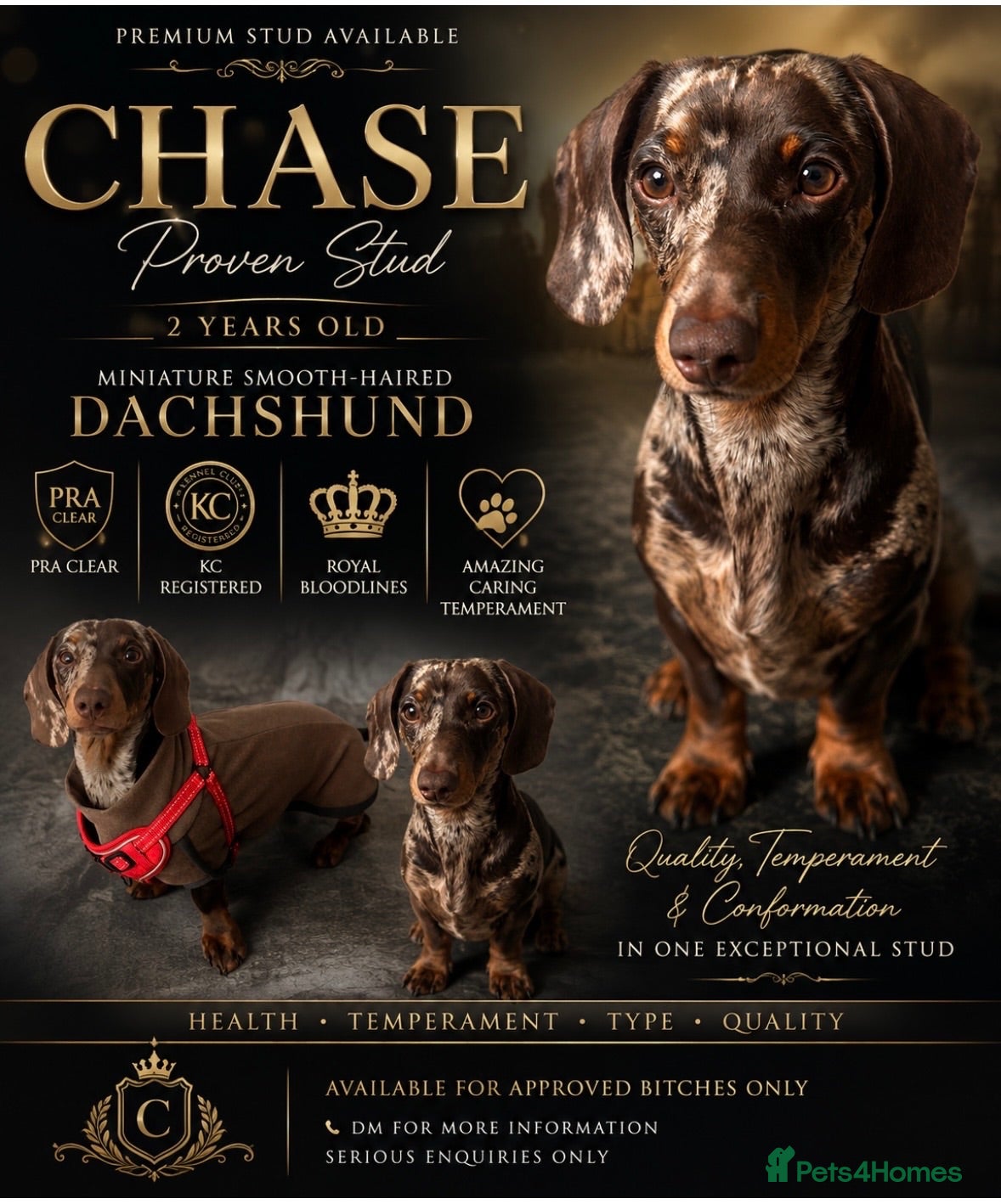 Miniature Dachshund dogs **KC Registered Miniature Dachshund Stud - Advert 1