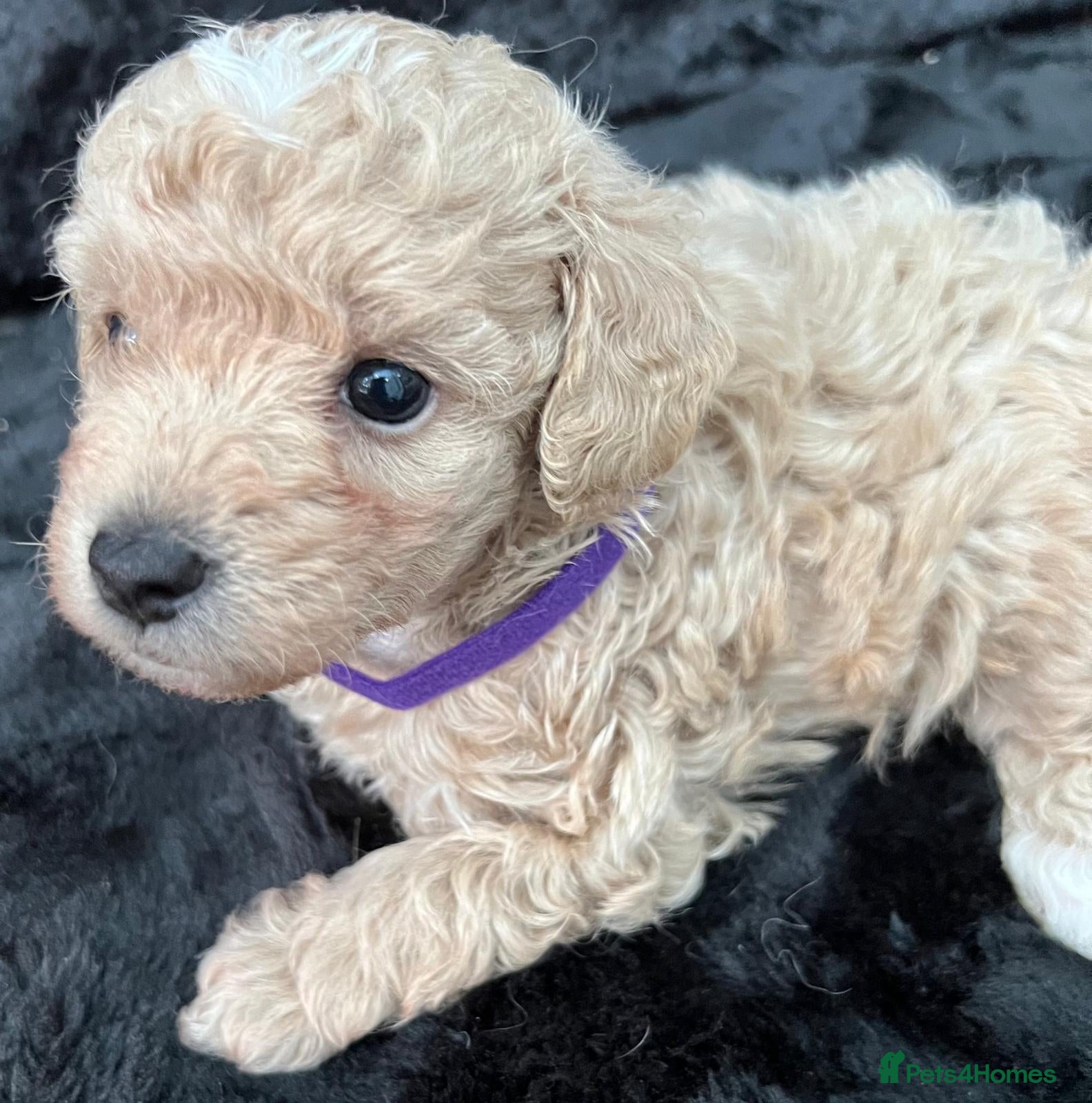 Cavapoo dogs 2 LEFT - Adorable Cavapoo Puppies  - Advert 2