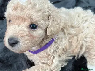 Cavapoo dogs 2 LEFT - Adorable Cavapoo Puppies - Advert 2
