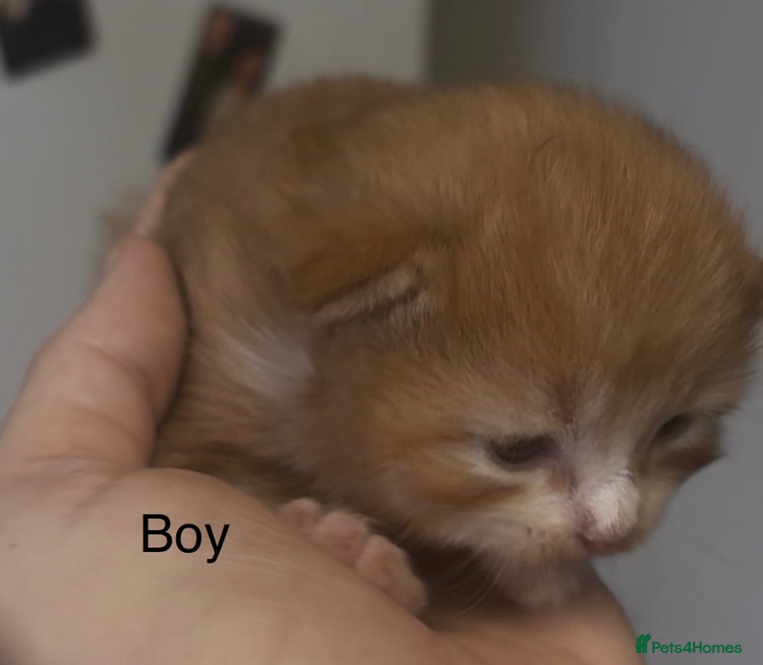 Mixed Breed cats for sale: Beautiful Kittens For Sale  - Advert 23