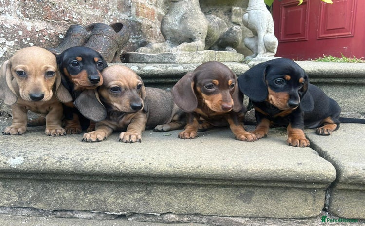 Miniature Dachshund dogs - Advert 15