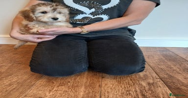Cockapoo dogs - Advert 4