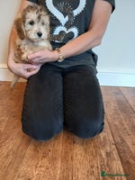 Cockapoo dogs - Advert 13