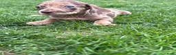 Dachshund dogs for sale: Stunning litter miniature sausage dogs - Advert 5