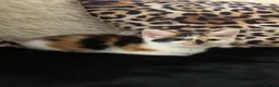 Mixed Breed cats for sale: Part maincoon kittens for sale very affectionate - Advert 12