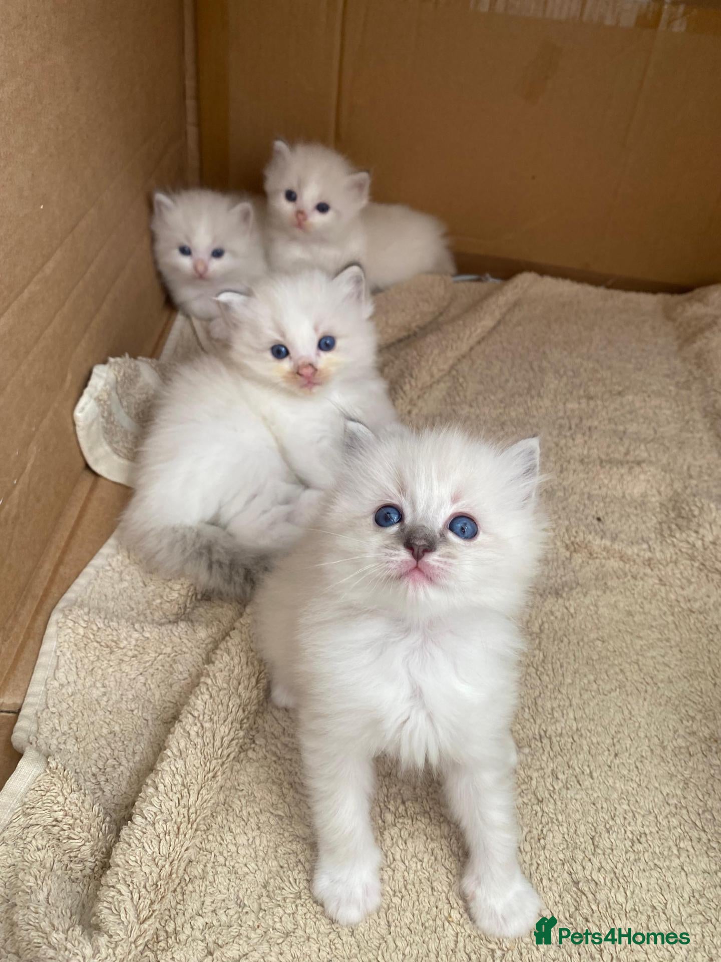 Ragdoll cats Adorable Ragdoll Kittens for Sale - Advert 1