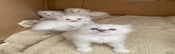 Ragdoll cats for sale: Adorable Ragdoll Kittens for Sale - Advert 1