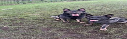 German Shepherd dogs for stud: KENSESQUI SIMBA (Simba) - Advert 6