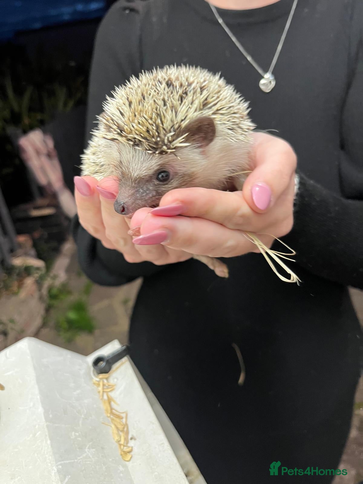 Pygmy Hedgehog rodents African Pygmy hedgehog  - Advert 2