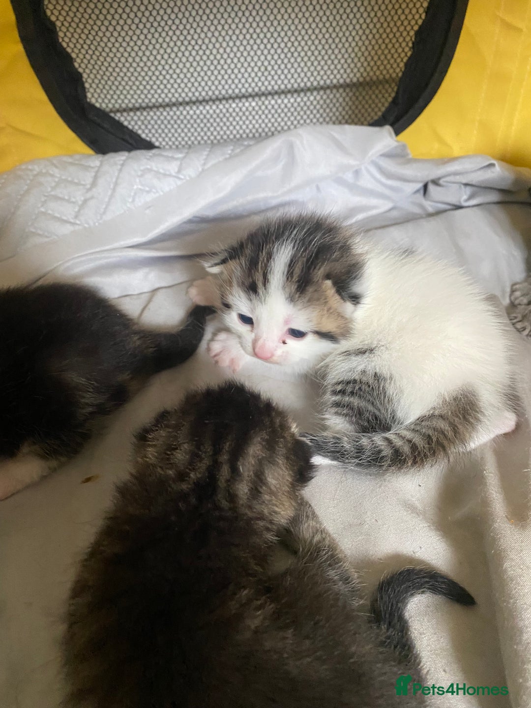 British Shorthair cats for sale: 4 kittens for sale  - Image 7
