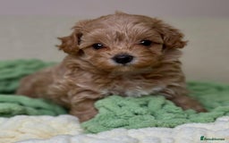 Maltipoo dogs for sale: Beautiful Toy Maltipoo Puppies - Image 16