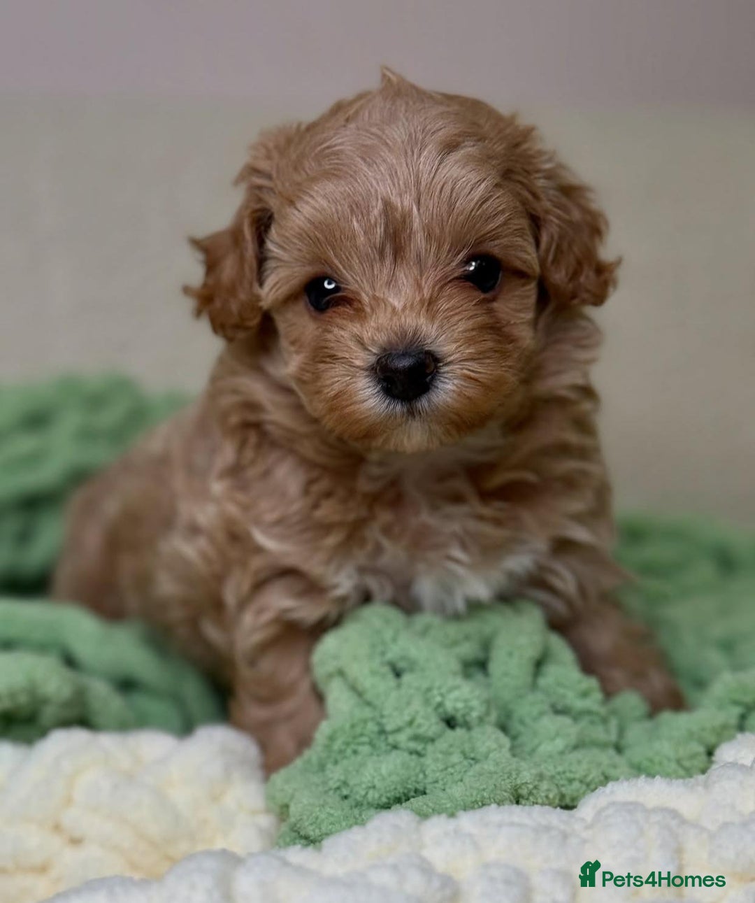 Maltipoo dogs for sale: Beautiful Toy Maltipoo Puppies - Image 16