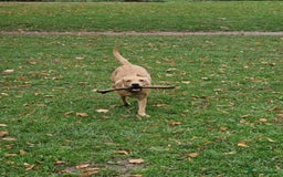 Labrador Retriever dogs for sale: Beautiful lab, dna tested 100% labrador retriever - Advert 3