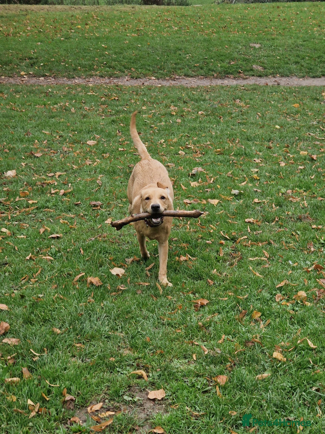 Labrador Retriever dogs for sale: Beautiful lab, dna tested 100% labrador retriever - Advert 3