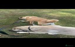 Anatolian Shepherd dogs for sale: 10.5 month old Anatolian mix kangal with a tin - Image 3