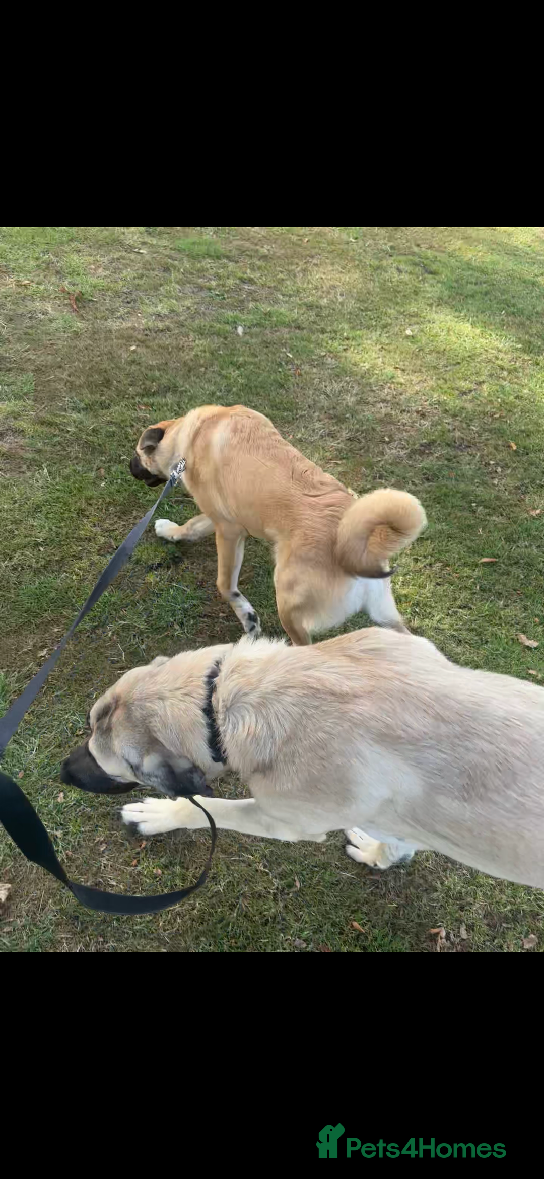 Anatolian Shepherd dogs for sale: 10.5 month old Anatolian mix kangal with a tin - Image 3