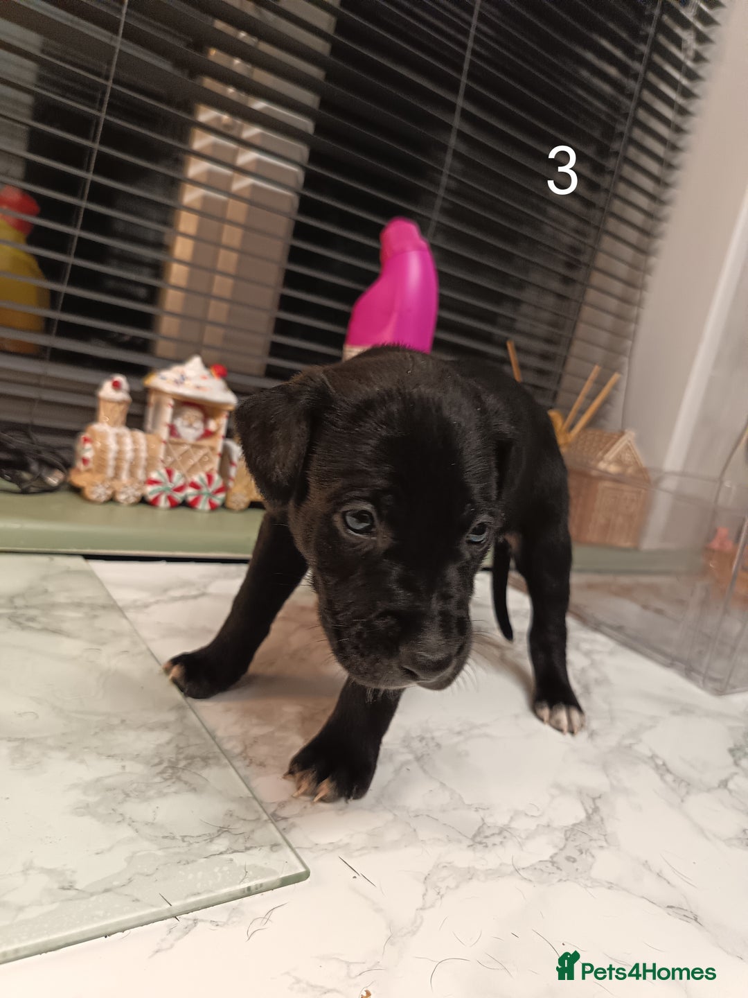 Mixed Breed dogs for sale: Cane Corso x saluki lurcher - Advert 3