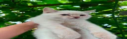 Scottish Fold cats for sale: Beautiful Scottish kitties  - Advert 4