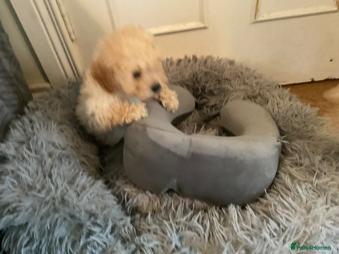 Toy Poodle dogs for sale: Toy poodle pups ready to go now  - Advert 2