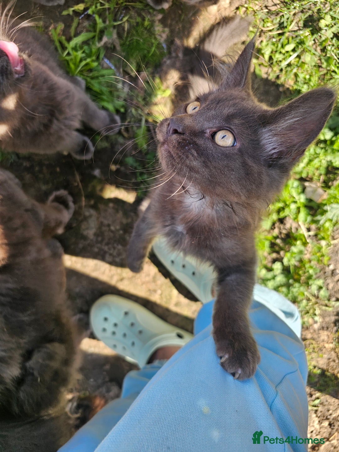 Maine Coon cats for sale: Maine coon boys - Image 14