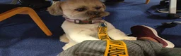 Lhasa Apso dogs for stud: Lhasa Apso for Stud - Advert 1