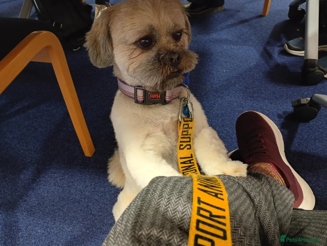 Lhasa Apso dogs for stud: Lhasa Apso for Stud - Advert 1