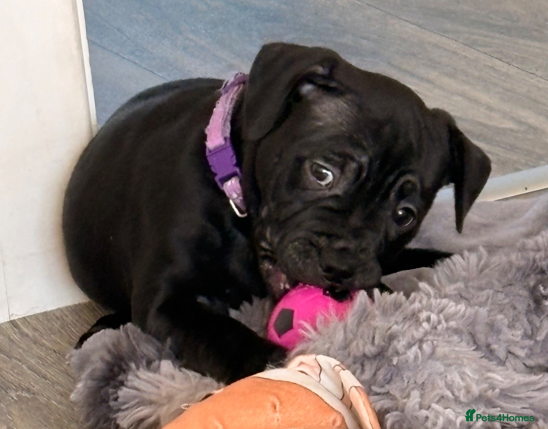 Staffordshire Bull Terrier dogs for sale: 🐾 – READY NOW!! ONLY ONE BALCK GIRL LEFT🐾  - Advert 2