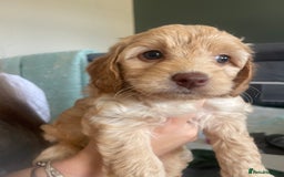 Cockapoo dogs for sale: 4 beautiful cockapoo puppies can be now be viewed  - Image 5