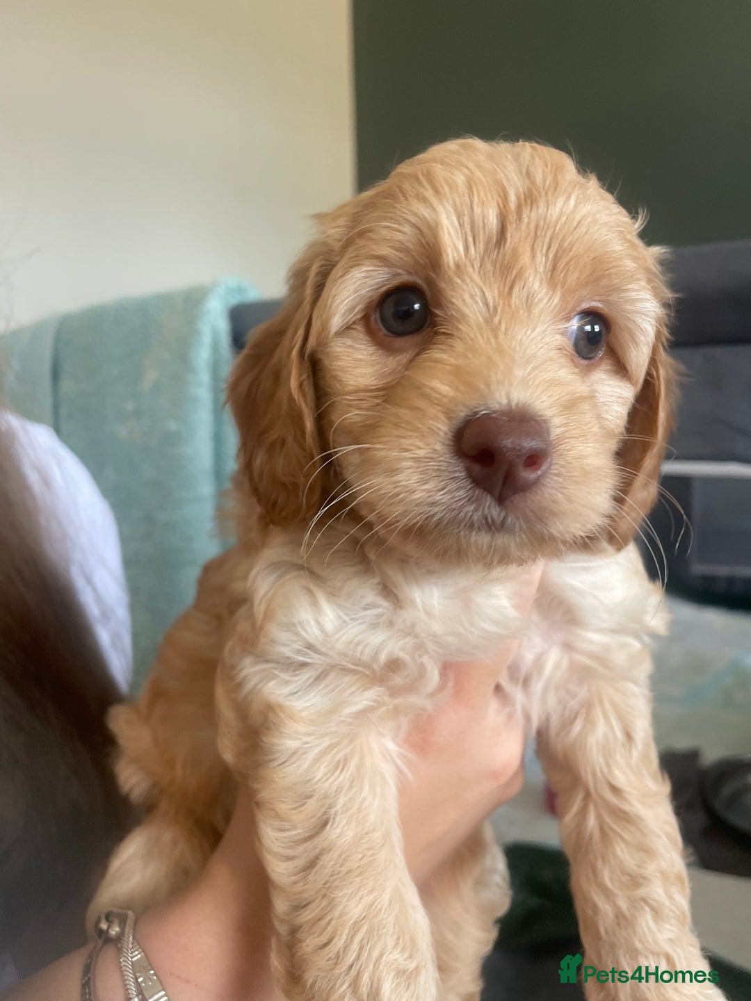 Cockapoo dogs for sale: 4 beautiful cockapoo puppies can be now be viewed  - Image 5
